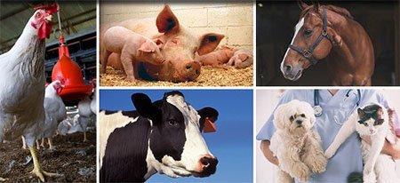 collage of animal pictures including chicken, pig, cow, horse, dog and cat