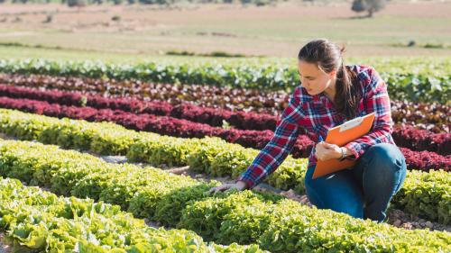young woman holding a clip board and inspecting lettuce in a field