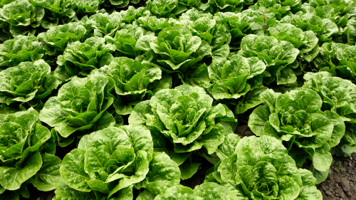 rows of romaine lettuce growing in soil