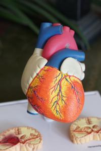 3D Heart Model