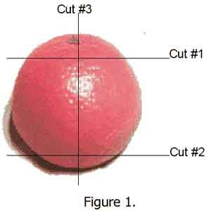 Location of cuts used to dissect fruit to examine them for dye uptake.