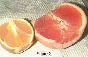 Temperature Differences on Dye Uptake by Oranges and Grapefruit Fig 2