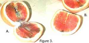 Temperature Differences on Dye Uptake by Oranges and Grapefruit Fig 3
