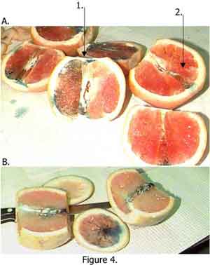 Temperature Differences on Dye Uptake by Oranges and Grapefruit Fig 4