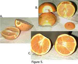 Temperature Differences on Dye Uptake by Oranges and Grapefruit Fig 5