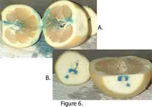 Temperature Differences on Dye Uptake by Oranges and Grapefruit Fig 6