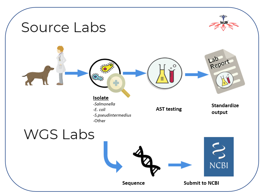 The Source labs collect animal isolates of Salmonella, E. coli,  Staphylococcus pseudintermedius, and others. The labs then perform antimicrobial susceptibility testing and generate a standardized lab report of the results. Isolates are sent from the source labs to the Whole Genome Sequencing labs for sequencing. After the isolate is sequenced, the data is submitted to the National Center for Biotechnology Information for public sharing.