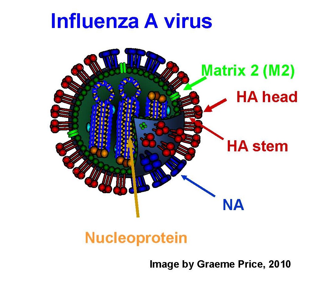 Epstein-Scientific Overview-Influenza A Virus (Image by Graeme Price, 2010)