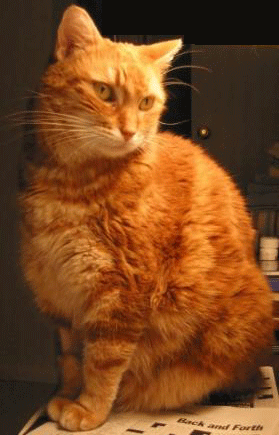 orange colored cat