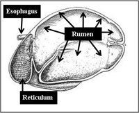 first two sections of a cow’s stomach, the reticulum and the rumen
