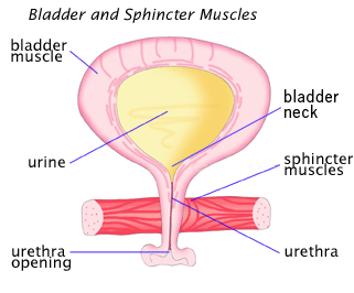 Front-view diagram of the female bladder and sphincter muscles shown in cross-section to illustrate the full bladder and with labels pointing to the bladder muscle, bladder neck, sphincter muscles, ur