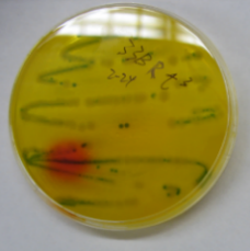 Cronobacter colonies on R&F agar (Ex. 2)