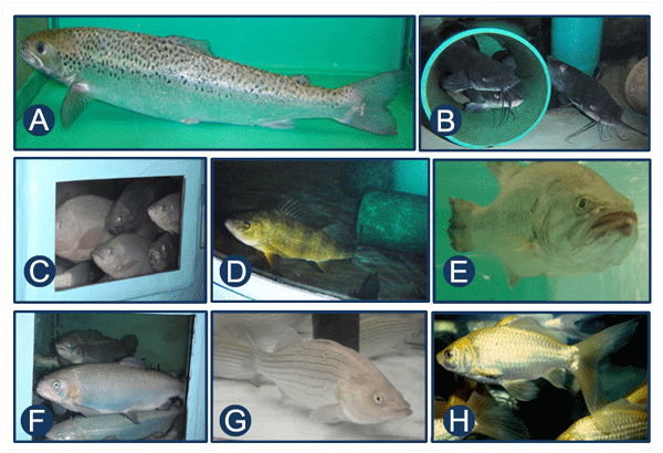 Fish species at the CVM Aquaculture Facility. A. Atlantic salmon; B. Channel catfish; C. Hybrid tilapia; D. Yellow perch; E. Largemouth bass; F. Rainbow trout; G. Hybrid striped bass; H. Goldfish.