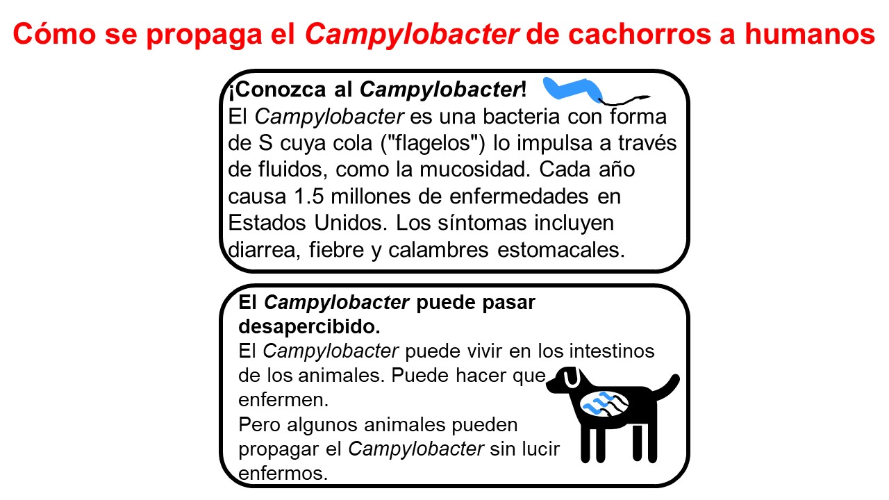 Un cuadro tiene una bacteria en forma de S con cola. Conozca al Camplyobacter. Las Camplyobacter son bacterias con forma de S cuya cola ("flagelos") las impulsa a través de los fluidos, como la mucosidad. Cada año causa 1.5 millones de enfermedades en los Estados Unidos. Los síntomas incluyen diarrea, fiebre y calambres estomacales. El segundo cuadro tiene un perro con Camplyobacter en su estómago. El Camplyobacter puede pasar desapercibido. El Camplyobacter puede vivir en los intestinos de los animales. Pu
