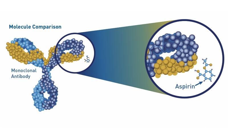 A molecule comparison of monoclonal antibody and aspirin. Biologics are generally larger and more complex molecules than most other medications. 