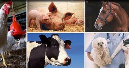 collage of animal pictures including chicken, pig, cow, horse, dog and cat