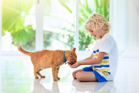 A boy feeds a cat by hand