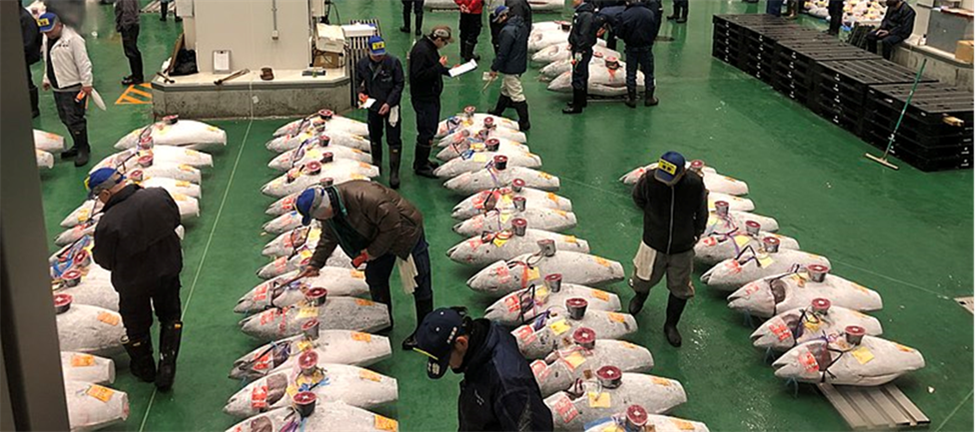 Photo showing the foreign inspection of the fish auction at Toyosu Market (Tokyo, Japan)