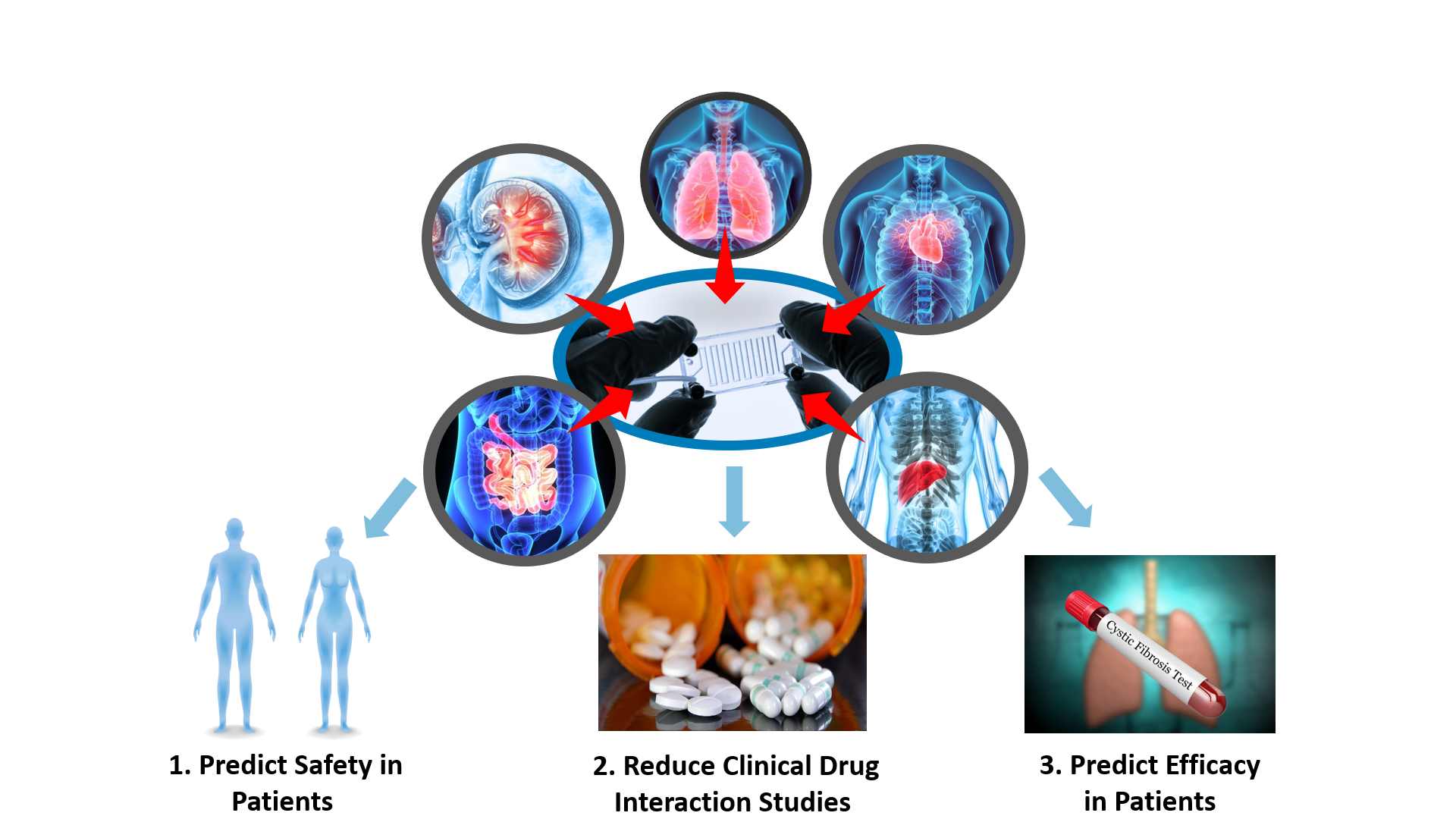 Figure 5 CDER researchers are expanding the scope of their efforts in the field of 3D cellular microsystems to other organ types 