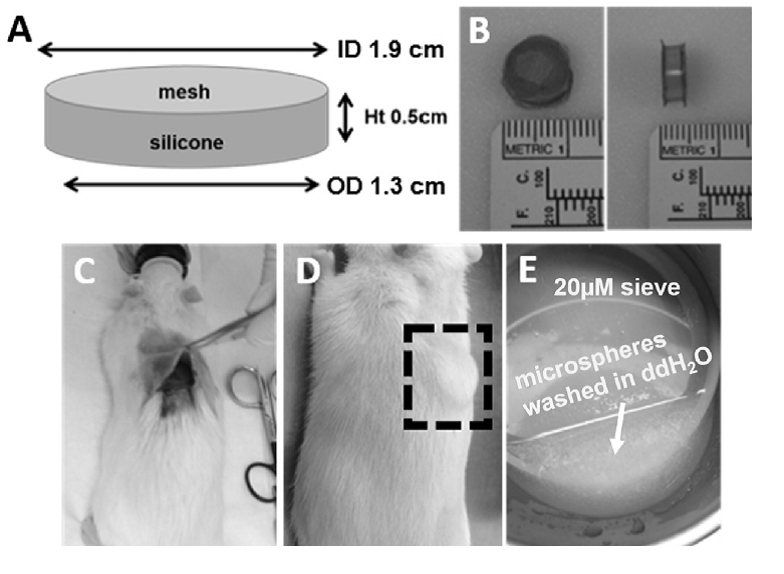 cage implant in rats