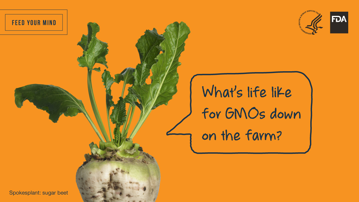 Feed Your Mind Twitter Image - Sugar Beet