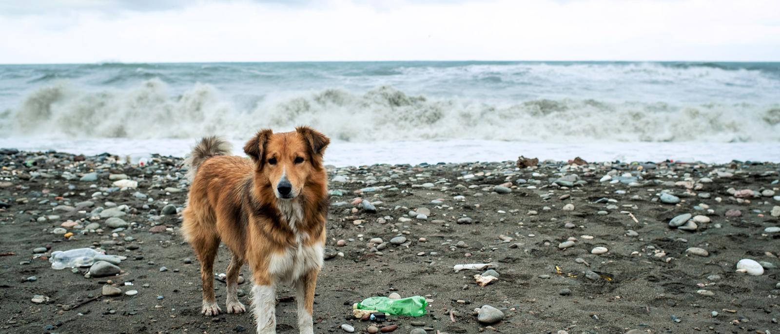 Dog on Beach with Crashing Waves in the Background