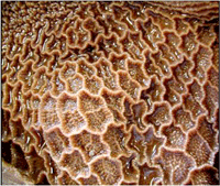 Reticulum (part of cow