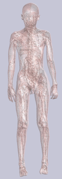 11-year-old female form with transparent skin showing internal skeleton and organs.