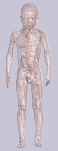 6-year-old male form with transparent skin showing internal skeleton and organs.