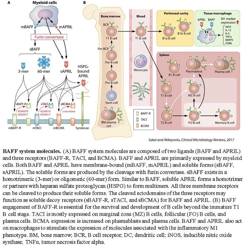 BAFF system molecules. (A) BAFF system molecules are composed of two ligands (BAFF and APRIL) and three receptors (BAFF -R, TAC!, and BCMA). BAFF and APRIL are primarily expressed by myeloid cells. Both BAFF and APRIL have membrane-bound (mBAFF, mAPR[L) and soluble forms (sBAFF, sAPRIL ). The soluble forms are produced by the cleavage ·with furin convertase. sBAFF exists in a homotrimcric (3-mcr) or oligomeric (60-mer) fonn. Similar to BAFF, soluble APRIL fonns a homolrinlL'T or pai1ners with heparan sulfate proteoglycan (H SPG) to form multimers. All three membrane receptors can be cleaved. to produce their soluble fonns. The cleaved ectodomains of the three receptors may function as soluble decoy receptors (sBAFF-R, sT ACl, and sBCMA) for BAFF and APRil,. (B) BAFF engagement ofBAFF-R is essential fort he survival and development ofB cells beyond the immature Tl B cell stage. T ACI is mooUy ex-pressed on marginal zone (MZ) B cells, follicular (FO) B cells, and plasma cells. BCMA expression is increased on plasmabla,,-isand plasma cells. B.1.FF and APRIL also act on macrophages to stimulate the expression of molecules as,,ociated ,?ith the inflammatory M 1 phenotype. BM, bone mmrow; BCR, B cell receptor, DC, deudrilic cell; iNOS, inducible nitric oxide synthase; TNFo, twnor necrosis factor alpha.