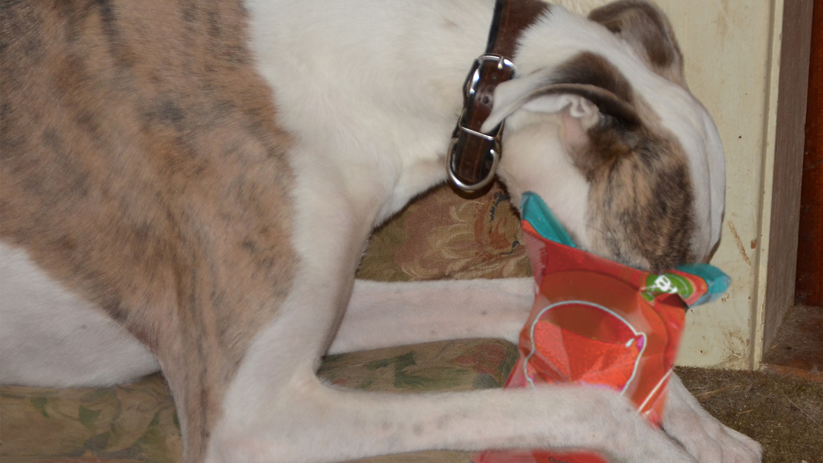 Greyhound with snack bag on snout.  Food bags can suffocate your pet. Keep food bags out of reach of your pets.