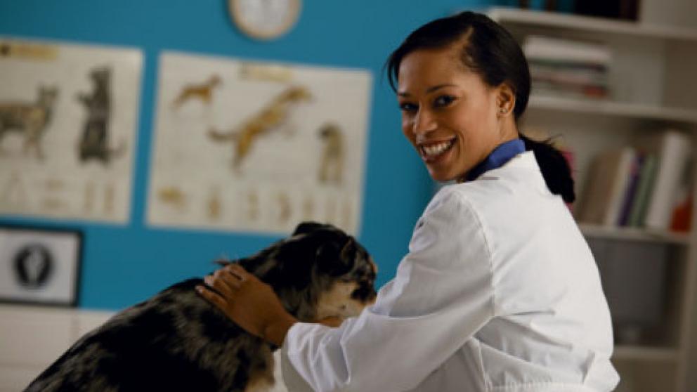 veterinarian examining a dog