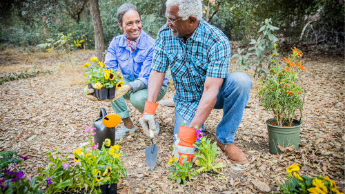 Couple gardening