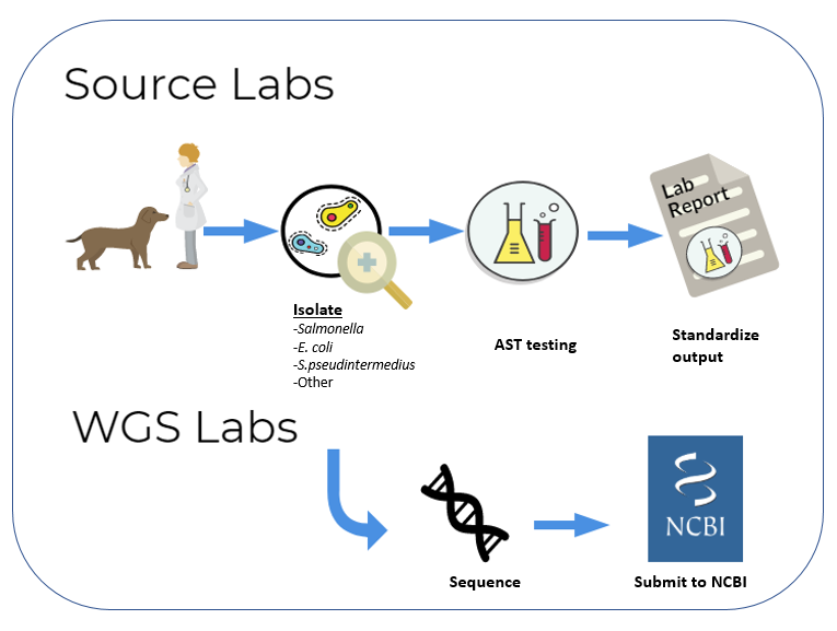 The Source labs collect animal isolates of Salmonella, E. coli,  Staphylococcus pseudintermedius, and others. The labs then perform antimicrobial susceptibility testing and generate a standardized lab report of the results. Isolates are sent from the source labs to the Whole Genome Sequencing labs for sequencing. After the isolate is sequenced, the data is submitted to the National Center for Biotechnology Information for public sharing.