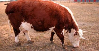 Hereford beef cow