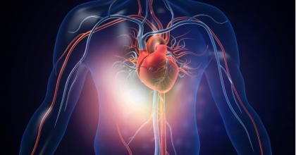 Image of the inferior vena cava 