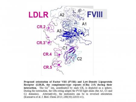 J Biol Chem. 2013 Jul 26; 288(30) 22033–22041.