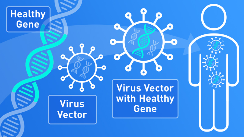 How Gene Therapy Works