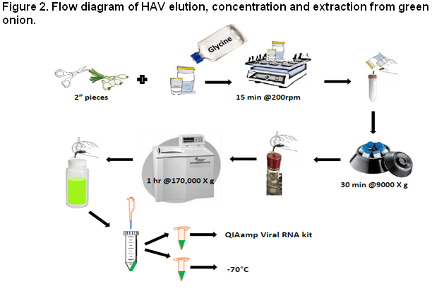 Figure 2: Flow Diagram of hepatitis A virus HAV elution, concentration and