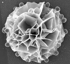 Following a 10-minute exposure of Staphylococcus aureus HAR12 to a nanostructured copper surface, a distinctive flower-like structure formed, and the cells adhered to this unique configuration (Courtesy: Dr. Kidon Sung)