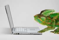 Lizard on a laptop computer