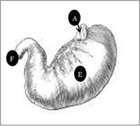 Diagrama 2: Diagrama del estómago de un perro