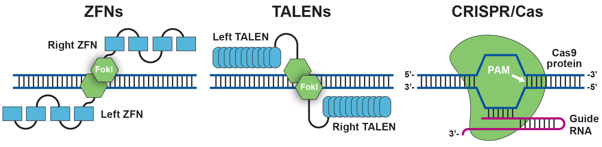 Genome Editing: ZFNs, TALENs and CRISPR/Cas