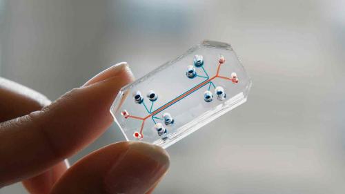 Organ-on-a-chip held between thumb and forefinger (image courtesy Wyss Institute for Biologically Inspired Engineering)