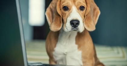 Beagle sitting by a laptop