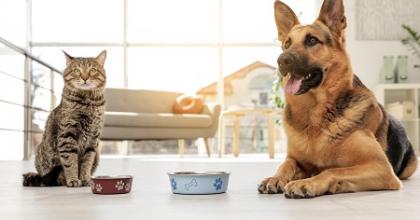 cat and German shepherd with food bowls