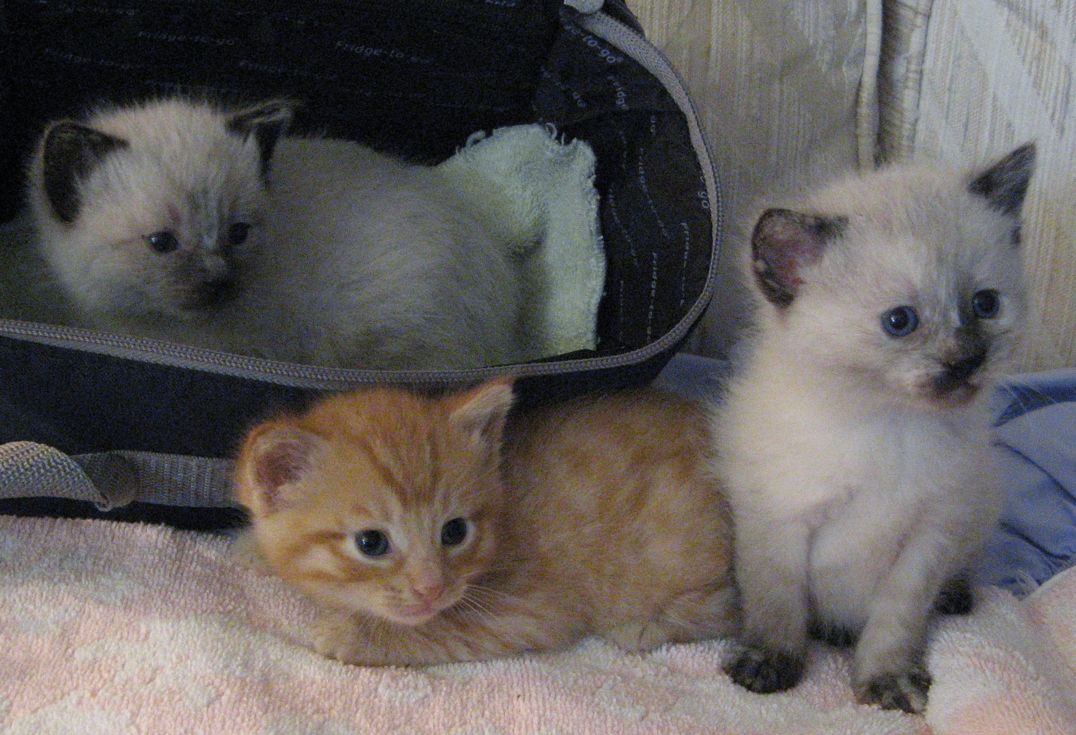 three baby kittens