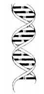 image of gene