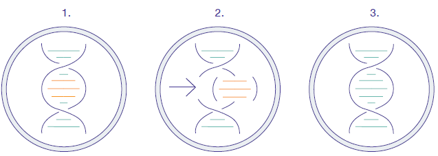 Types of Genetic Modification Methods for Crops - Genome Editing