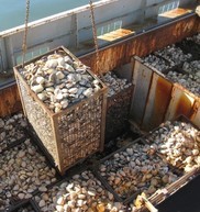 Loads of shellfish being lifted from a boat